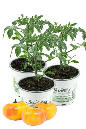 3er Set Gelbe Fleischtomate 'Ananastomate', frische Tomatenpflanze