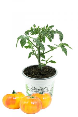 Gelbe Fleischtomate 'Ananastomate', frische Tomatenpflanze