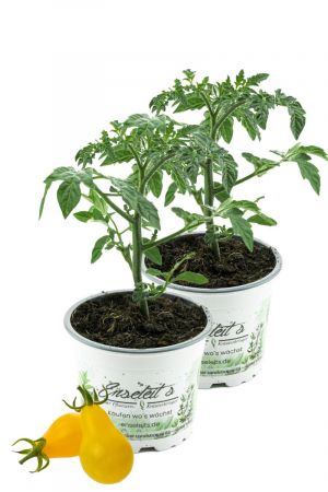 2er Set Gelbe Birnentomate, Tomatenpflanze, frische Tomaten Pflanze