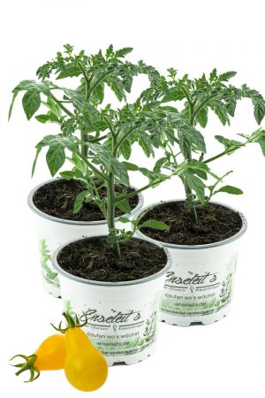 3er Set Gelbe Birnentomate, Tomatenpflanze, frische Tomaten Pflanze