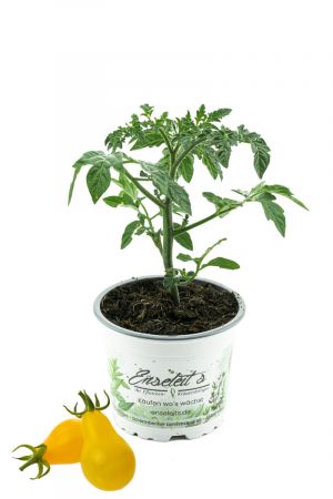 Gelbe Birnentomate, Tomatenpflanze, frische Tomaten Pflanze