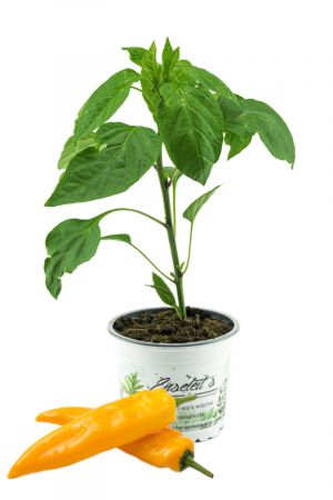 Gelber Spitzpaprika 'Conyl Yellow F1', Capsicum annuum, frische Paprika Pflanze direkt aus der Gärtnerei Enseleit