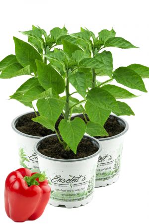 3er Set Rote Blockpaprika "Indired F1" im 12cm Topf, frische Paprika Pflanze, Paprikapflanzen F1 Sorten