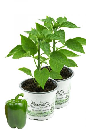 2er Set Grüner Blockpaprika "Panache F1" im 12cm Topf, frische Paprikapflanze,für Küche und Garten.