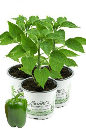 3er Set Grüner Blockpaprika "Panache F1" im 12cm Topf, frische Paprikapflanze,für Küche und Garten.