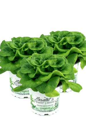 3er Set Pflücksalat grün, Salatpflanze im 12cm Topf, Lactuca sativa var. capitata