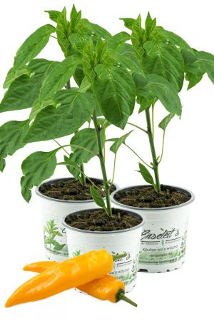 3x Gelber Spitzpaprika 'Conyl Yellow F1', Capsicum annuum, frische Paprika Pflanze direkt aus der Gärtnerei Enseleit