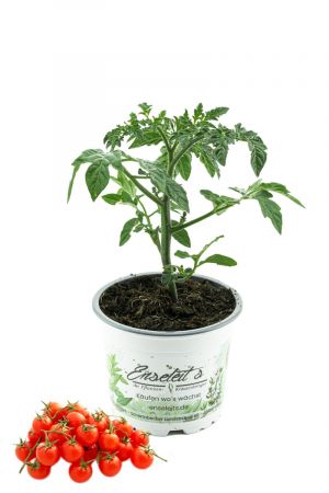 Wildtomate 'Rote Murmel', frische Tomatenpflanze