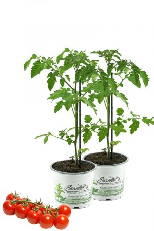 2er Set Tomatenpflanze Supersweet-100  F1 - Lupitos, Veredelte Kirschtomate, Cocktailtomate, Tomatenpflanzen