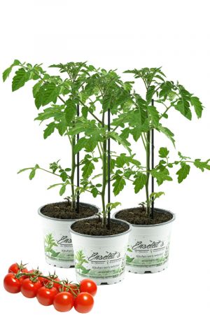 3er Set Tomatenpflanze Supersweet-100  F1 - Lupitos, Veredelte Kirschtomate, Cocktailtomate, Tomatenpflanzen