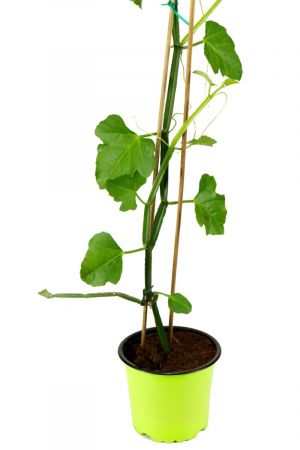 Asthisamharaka Cissus quqdrangularis, "Des Teufels Rückgrat" ayurvedische Heilpflanze
