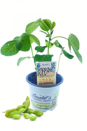 Edemame Sojabohnen-Pflanze im Topf - Proteinreiche Sojabohnen - GLYCINE MAX direkt aus der Gärtnerei Enseleit