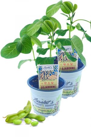 2x Edemame Sojabohnen-Pflanze im Topf - Proteinreiche Sojabohnen - GLYCINE MAX im Doppelpack direkt aus der Gärtnerei Enseleit