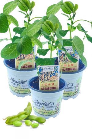 3x Edemame Sojabohnen-Pflanze im Topf - Proteinreiche Sojabohnen - GLYCINE MAX im Dreierpack direkt aus der Gärtnerei Enseleit