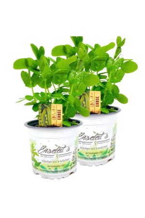 2er Set Erbsen Pflanze (Pisum sativum) im Topf, aus nachhaltigem Anbau 