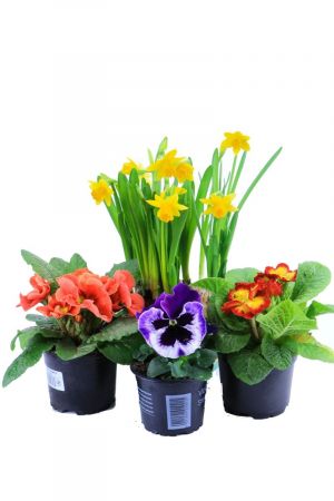 Frühlingsblumen Set A, Primeln, Narzissen & Stiefmütterchen