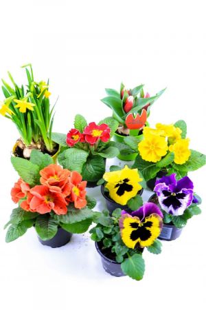 Frühlingsblumen Set K, Narzissen, Tulpen, Primeln & Stiefmütterchen 