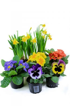 Frühlingsblumen Set P, 2 Stiefmütterchen, 3 Primeln & 2 Narzissen