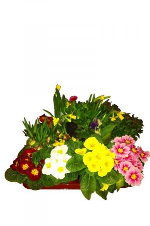 Frühlingsblumen-Set | Primeln, Viola Cornuta & Wittrockiana, Narzissen, Tulpe, Gänseblümchen