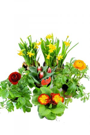 Frühlingsblumen Set L, Narzissen, Tulpen, Primeln & Ranunkeln 