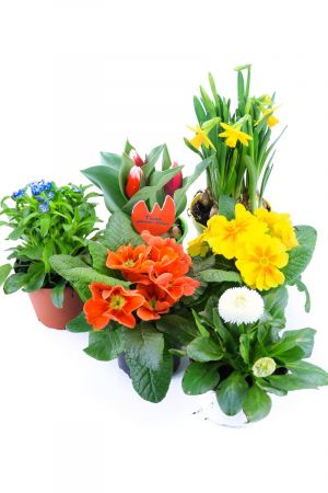 Frühlingsblumen Set D, Primeln, Bellis Gänseblümchen, Vergissmeinnicht, Tulpen & Narzissen