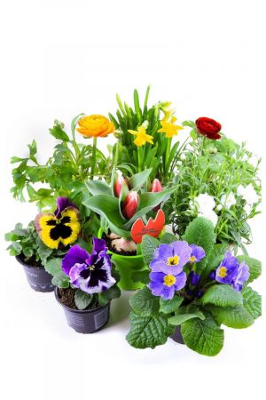 Frühlingsblumen Set F, Ranunkeln, Narzissen, Tulpen, Nelken, Viola & Primeln