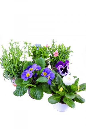 Frühlingsblumen Set G, Nelken, Primeln, Vergissmeinnicht, Stiefmütterchen & Bellis