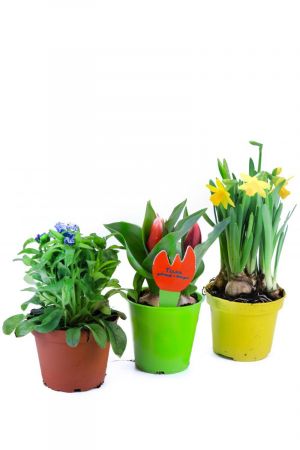 Frühlingsblumen Set B, Vergissmeinnicht, Tulpen & Narzissen
