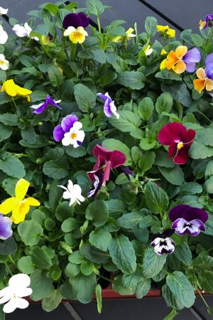 Horn-Veilchen, Viola cornuta, 12 bunte Hornveilchen, Frische Stiefmütterchen Pflanzen
