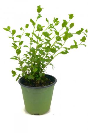 Kapernstrauch (Pflanze), Capparis spinosa
