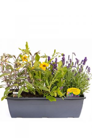 Kräuterkasten "Duftkräuter" 40cm Anthrazitkasten mit je 1er Kräuter Pflanze: Schokoladenblume, Bunt Salbei & Lavendel