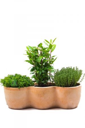 Kräuterkasten Mediterran, Terracotta Kübel  incl.  je 1 Pflanze  Gewürz Lorbeer, Thymian  und Oregano 