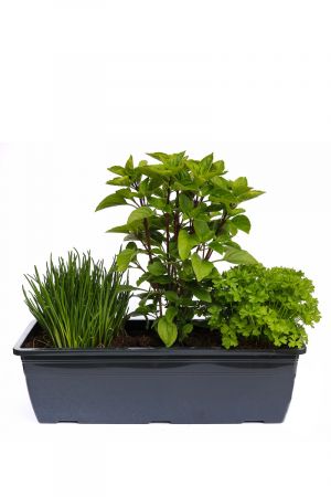 Kräuterkasten für "Salate" 40cm Anthrazitkasten mit je 1er Kräuter Pflanze: Petersilie, Schnittlauch & Basilikum  