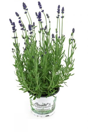 10er Set Lavendel Pflanze "Hidcote Blue" im 13cm Topf, Lavendula Angustifolia,  winterhart
