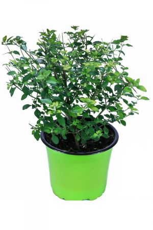 Menthol Strauch Kräuter Pflanze, Prosthanthera rotundifolia, Honigmyrte Aus Nachhaltigem Anbau!