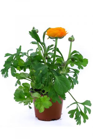 Ranunkeln, Ranunkel Gelb/Orange Pflanzen im Topf  aus eigener Gärtnerei 