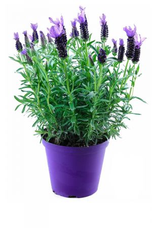 Schopf Lavendel Pflanze, Im XXL Topf, Duft kräuter Pflanze 