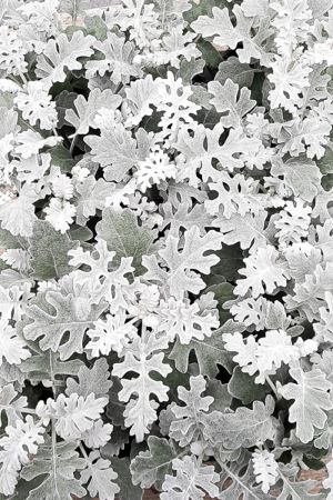 12 Silberblatt Pflanzen im Topf, Senecio bicolor, Weißfilziges Greiskraut
