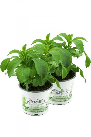 Stevia - Süßkraut - Stevia Rebaudiana 2 Pflanzen, Frische Kräuter Pflanze