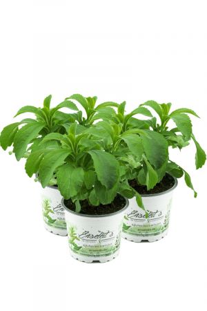 Stevia - Süßkraut - Stevia Rebaudiana 3 Pflanzen