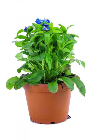 Vergissmeinnicht Pflanze blau im Topf aus eigener Gärtnerei ! 