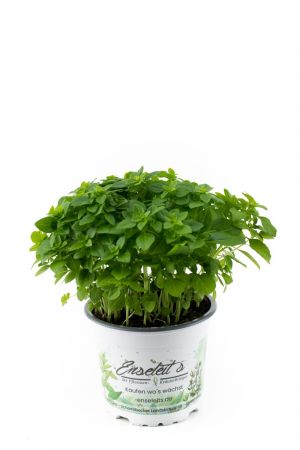 Kleinblättriger Basilikum, Basilikum Pflanze, Französisches Basilikum, 12cm Topf ! 