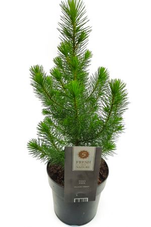 Lebender Weihnachtsbaum, Tannenbaum inclusive Topf ca. 50cm hoch, mit Wurzelballen!
