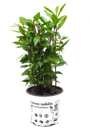 Lorbeer Pflanze, gewürzlorbeer, Laurus nobilis, im 15cm Topf