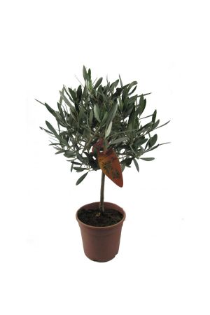 Olivenbaum, Oliven Stamm (Olea europaea) 60-65cm 