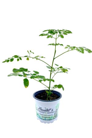 Moringa  Oleifera Meerrettichbaum 1 Pflanze ca. 20-40cm Hoch inclusive Topf! 