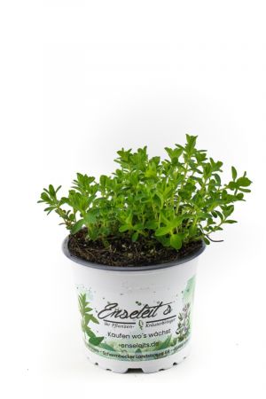 Johanniskraut Pflanze, Frische Kräuterpflanze aus Nachhaltigem Anbau
