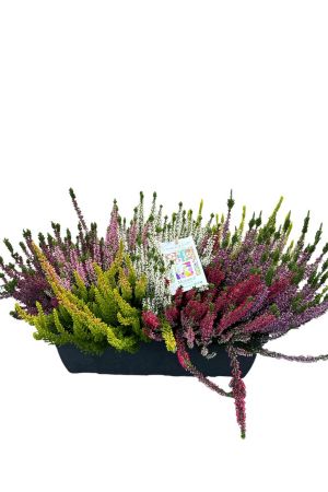 Calluna Vulgaris Mosaic im Anthrazit 40cm Kasten