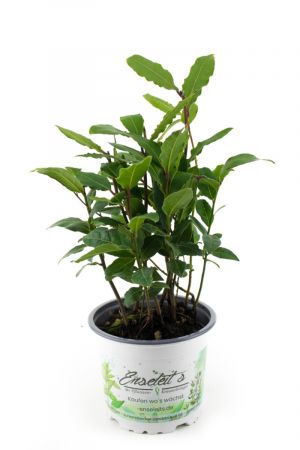 Lorbeer Pflanze , Gewürzlorbeer aus Nachhaltigem Anbau, frische Kräuter Pflanze 9cm Topf