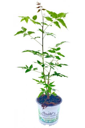 Niembaum, Neem Baum Pflanze (Azadirachta indica), Neem Pflanze 